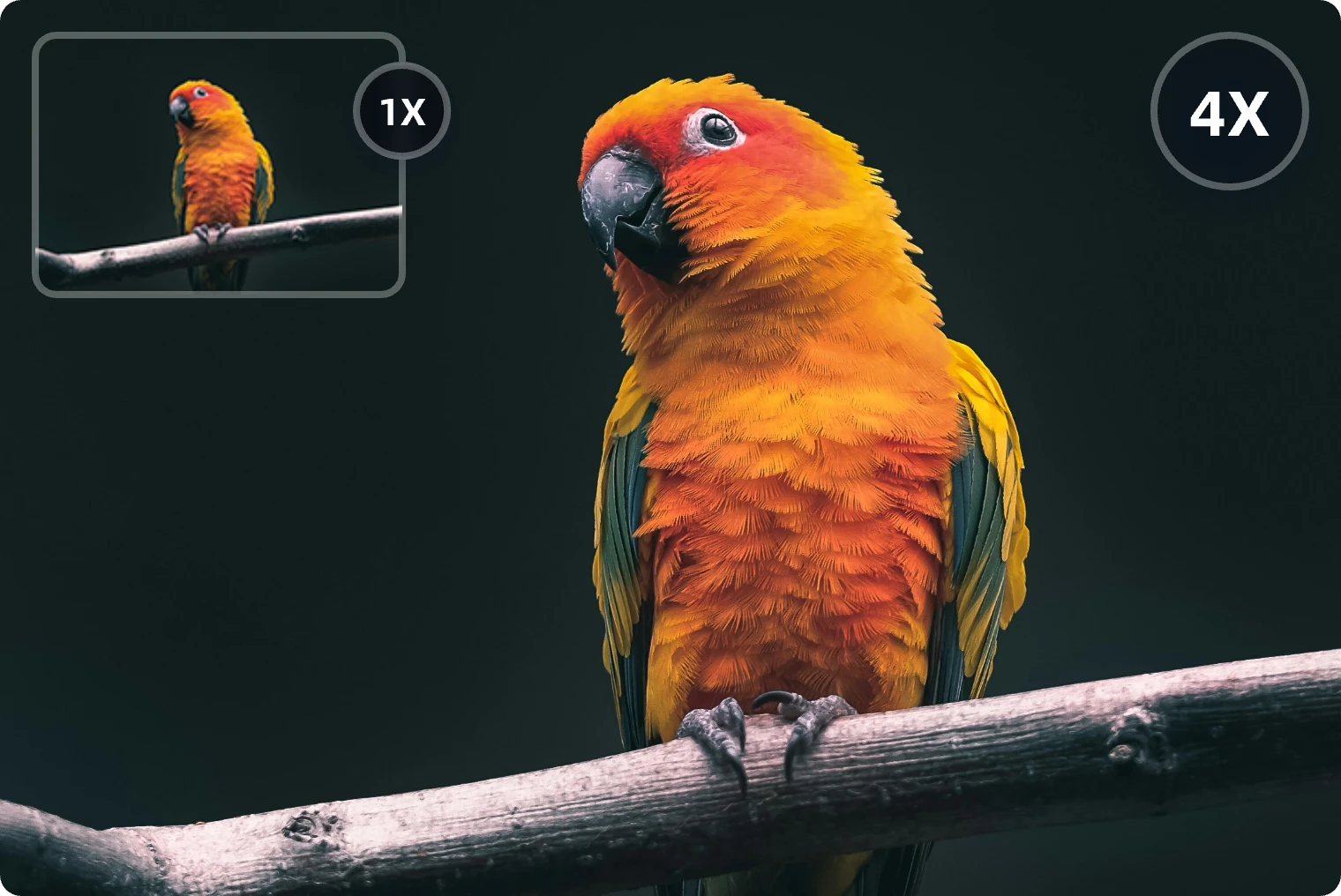 enlarge a bird image in AI Ease