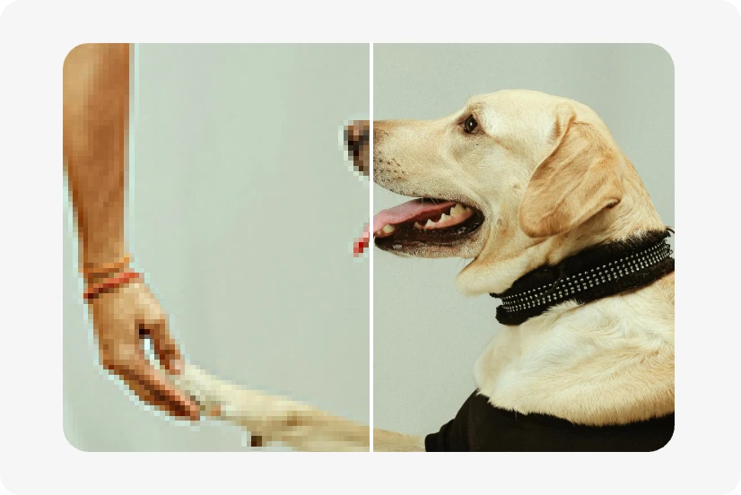 before and after contrast of a dog photo upscaling