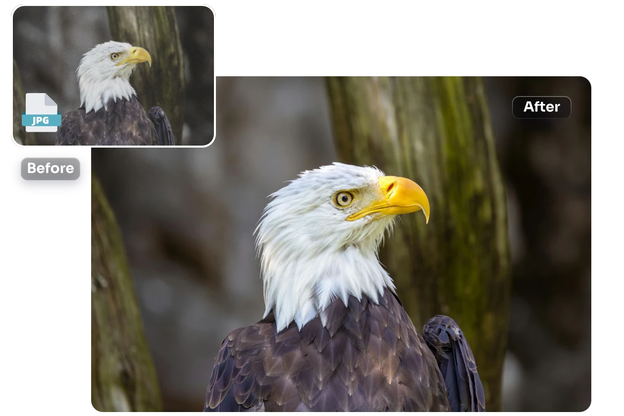 remove the image noise from the compressed bird JPEG image in AI Ease