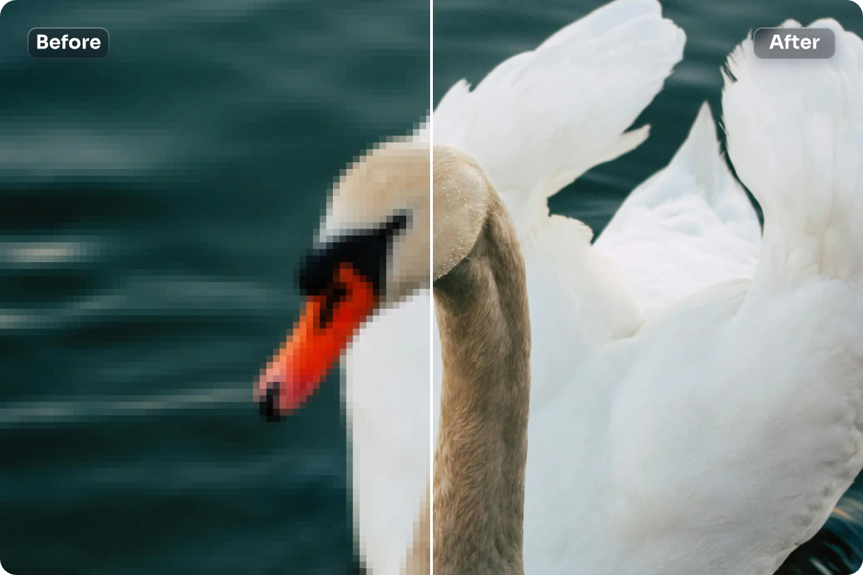 sharpen a swan photography to create a clear visual with ai ease