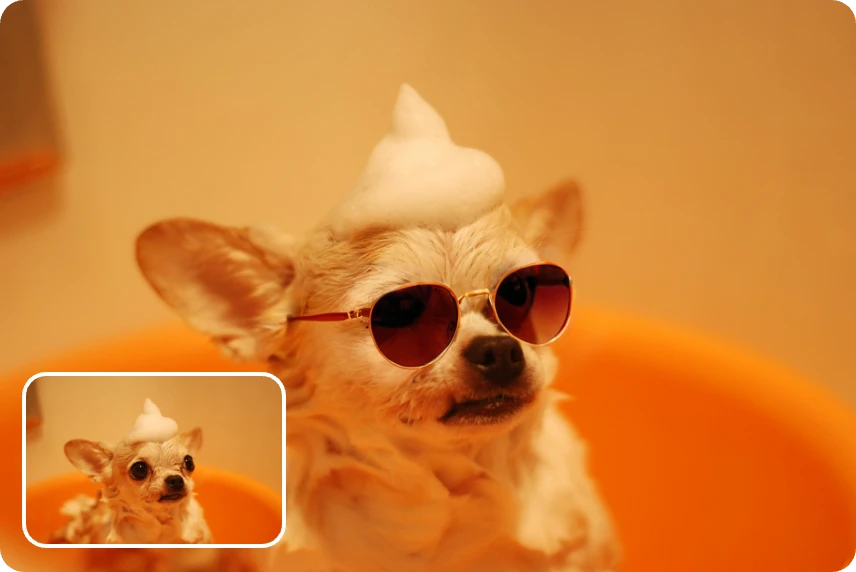 add a sunglasses to a cute dog for meme creation