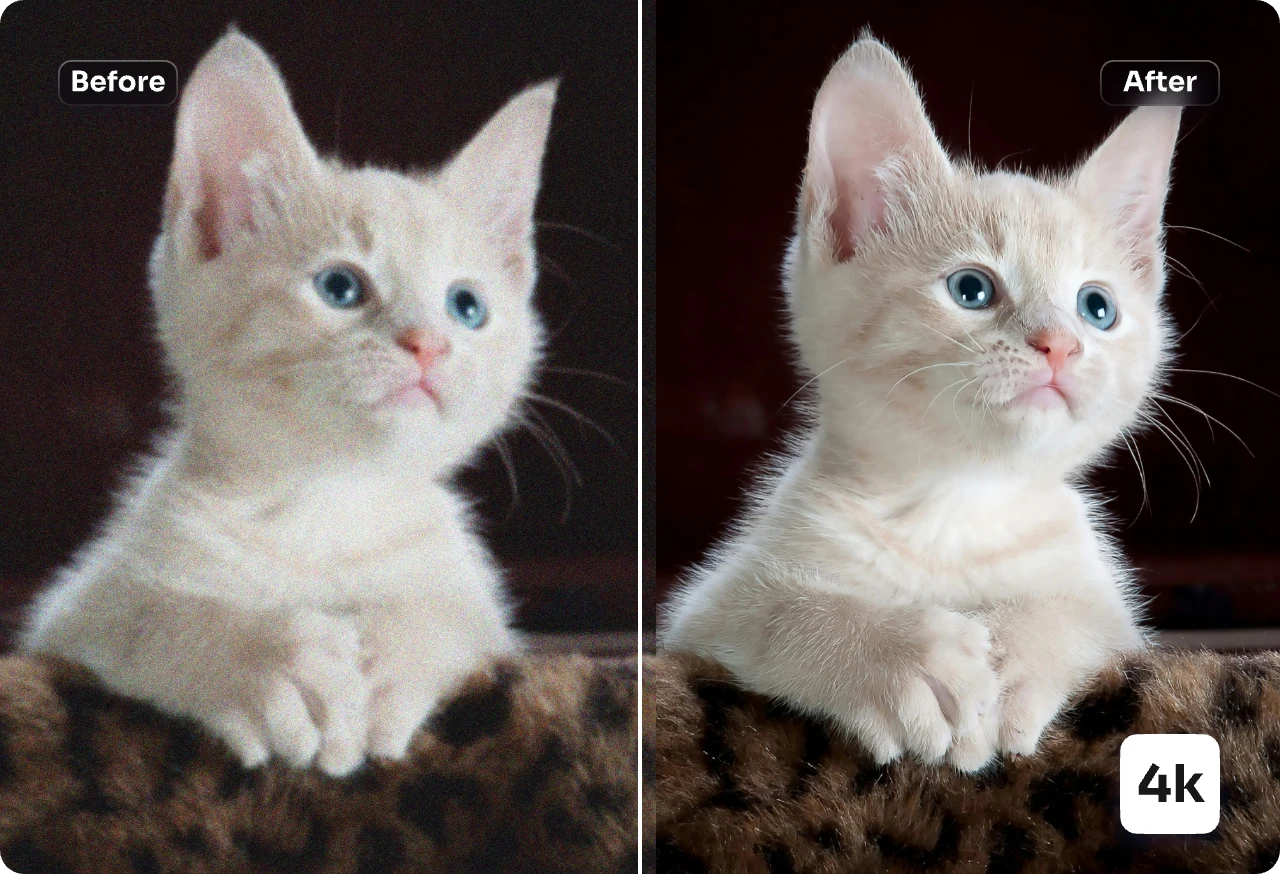 upscale a cute cat image to 4k resolution with ai