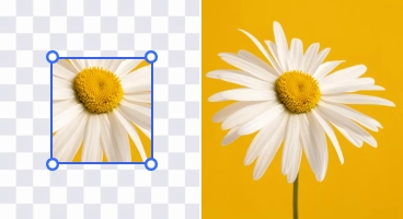 extend the daisy flower image