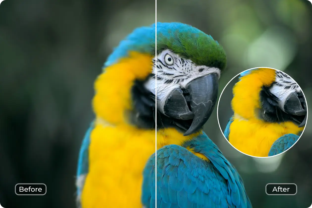 enhancing bird image sharpness and quality in AI Ease free photo enhancer